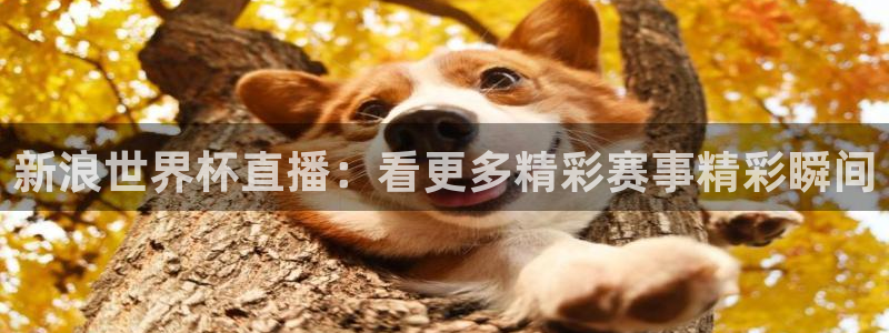 世界杯直播时间:新浪世界杯直播:看更多精彩赛事精彩瞬间